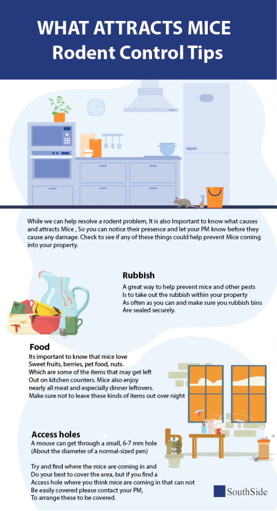 Mice prevention 01 556x1024 1